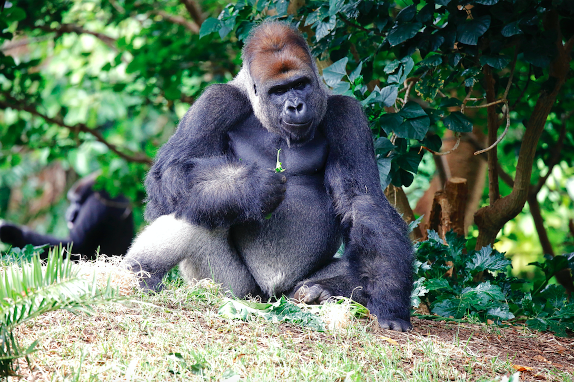 dian fossey gorilla fund jobs
